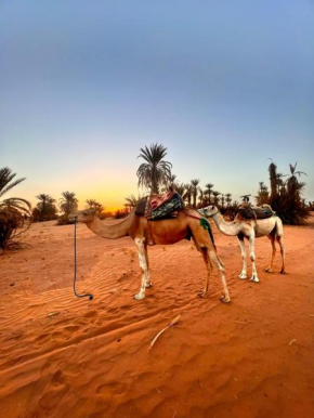 Nomad Desert Treking by Camels